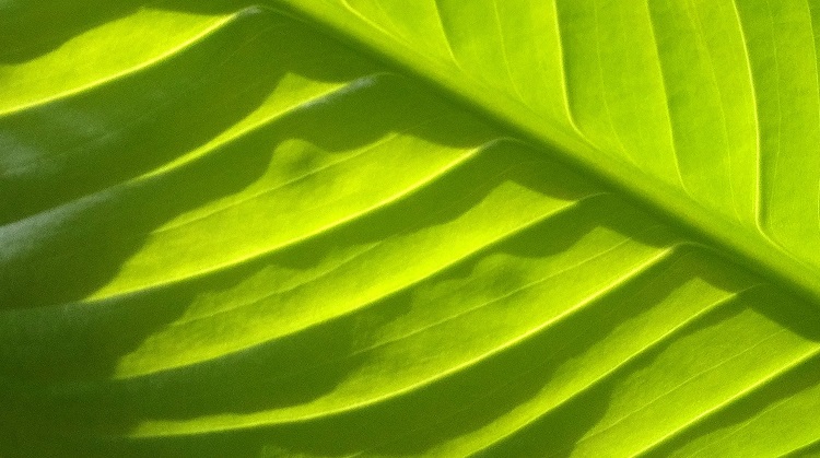 Preparing for Family Court – Reliable Web Resources for Self-Represented Litigants