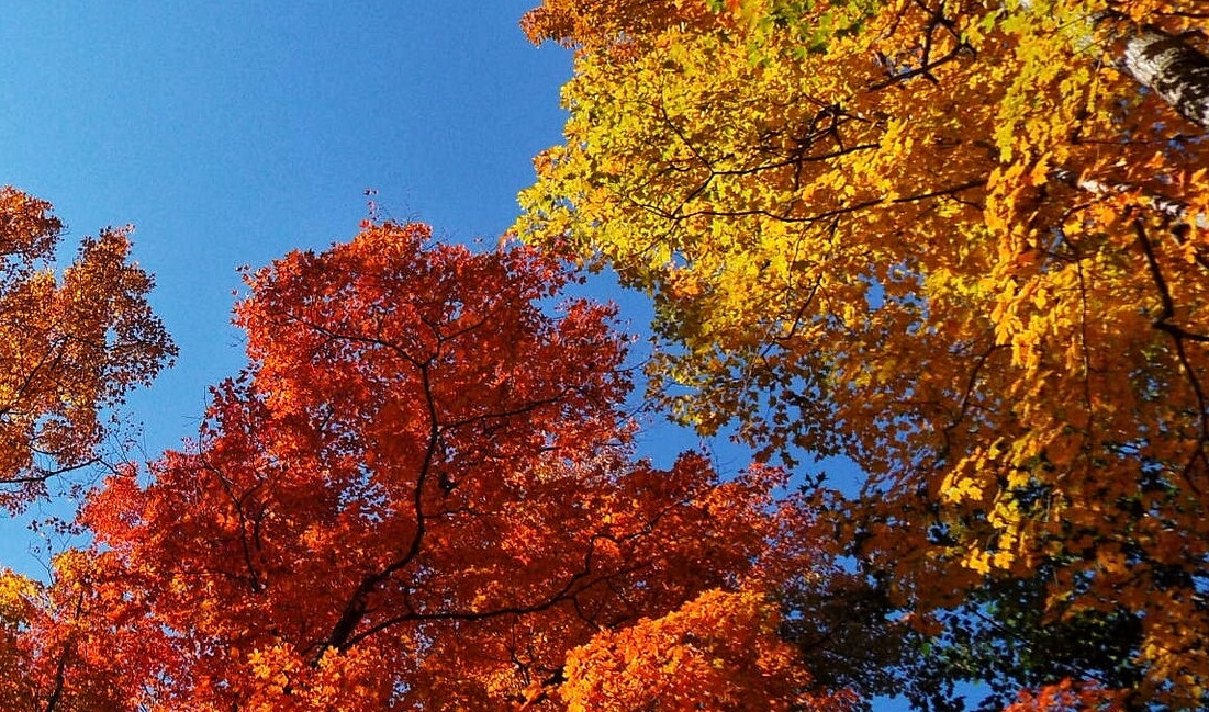 Library Hours: Labour Day&nbsp;2025