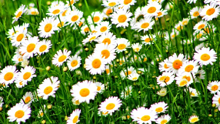 Remote Access to Online CPD&nbsp;Materials