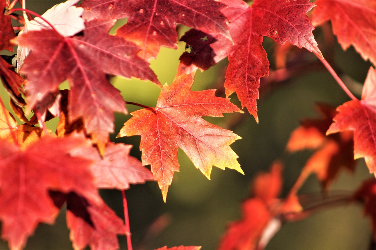 House of Bills: November 4-7,&nbsp;2024