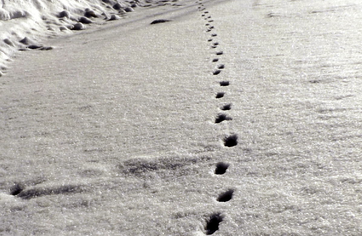 LEGISinfo: Tips for Tracking Federal Bill&nbsp;Activity