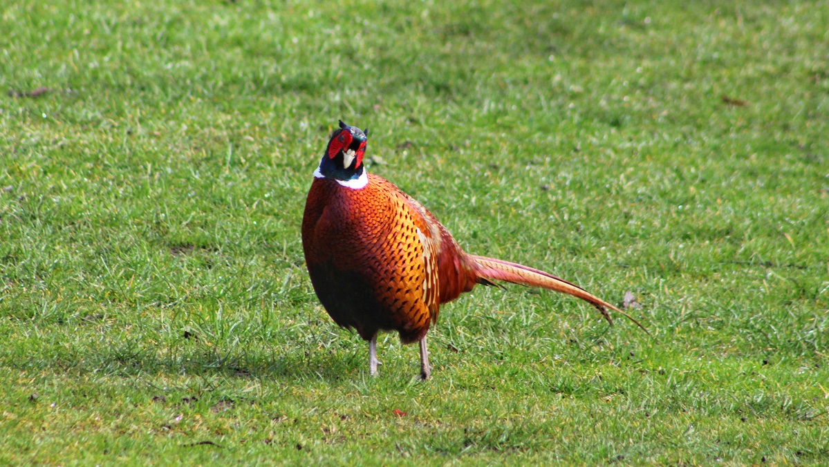 Free Legal Citation&nbsp;Guides