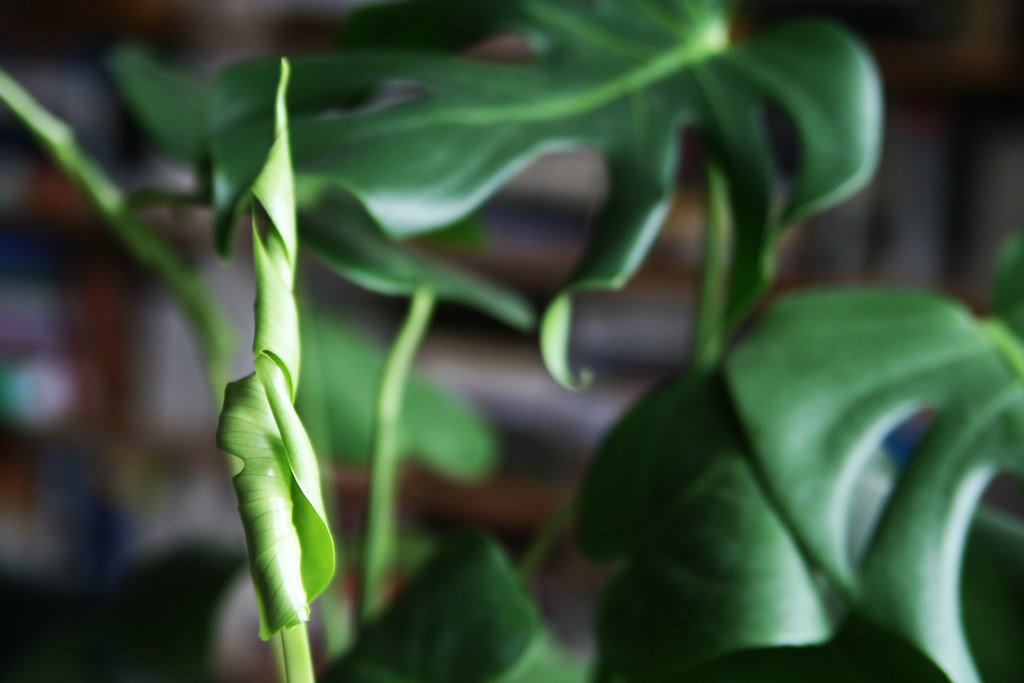 New Year, New Leaf: Divorce in&nbsp;January