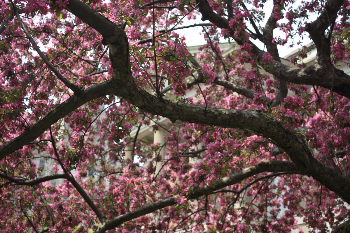 Spring has Sprung! The Books are Getting Clean! 