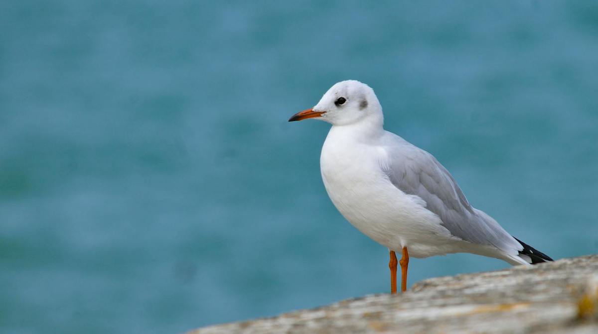 Library Hours: Civic Holiday